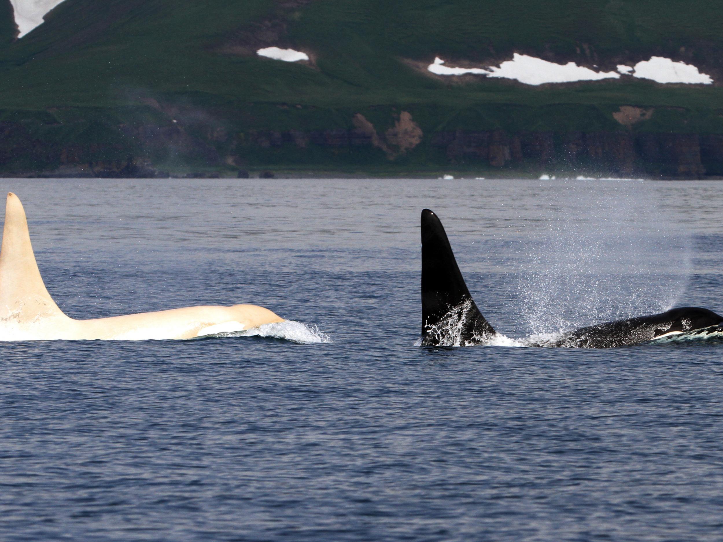 Five rare white killer whales spotted together in a sign of dangerous ...