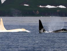 Five white orcas seen together in a sign of dangerous inbreeding