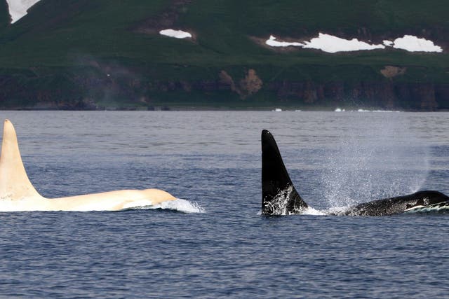 Killer whales, which are found across most of the world, are usually black and white