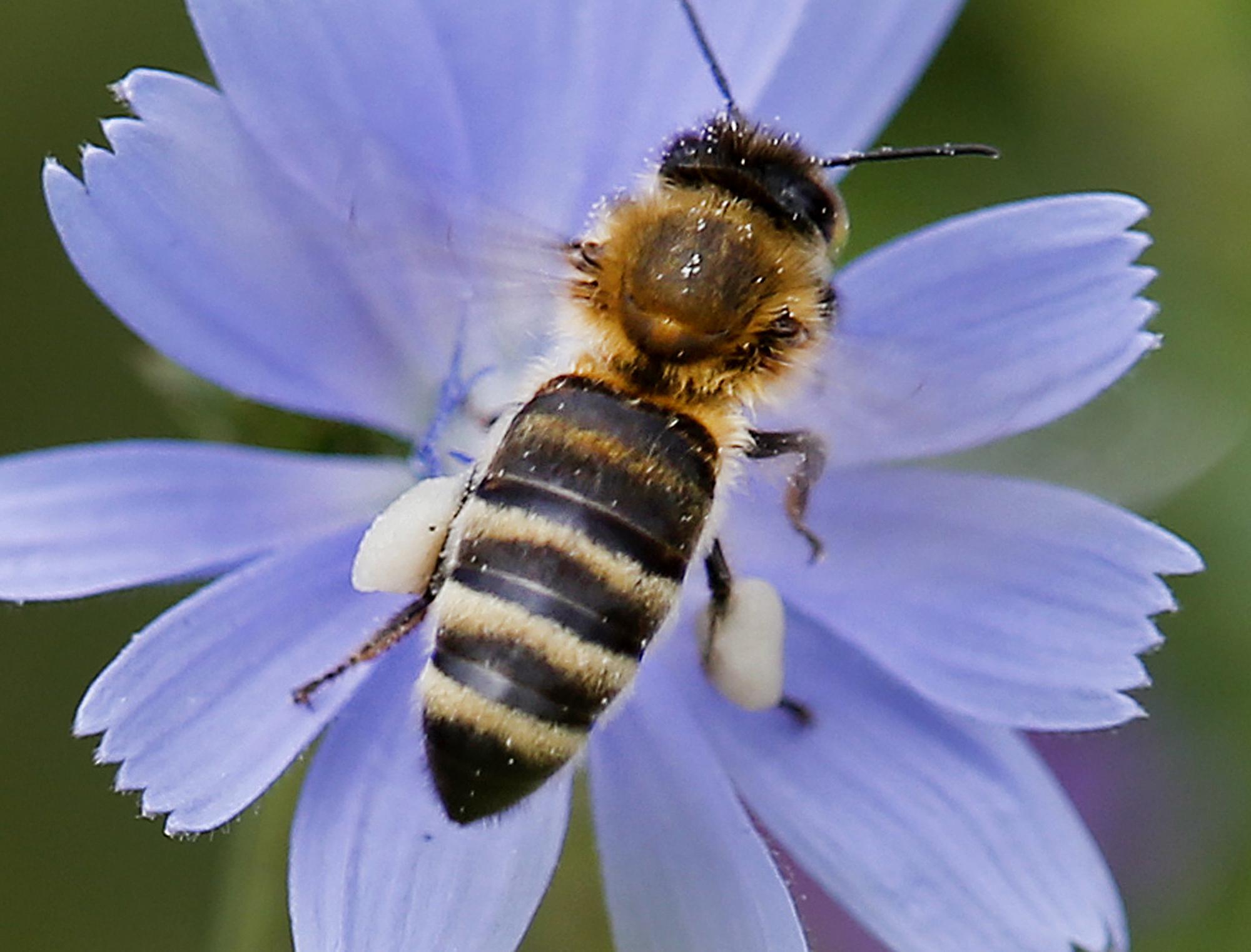 What Happens if the Queen Bee Dies?- Carolina Honeybees