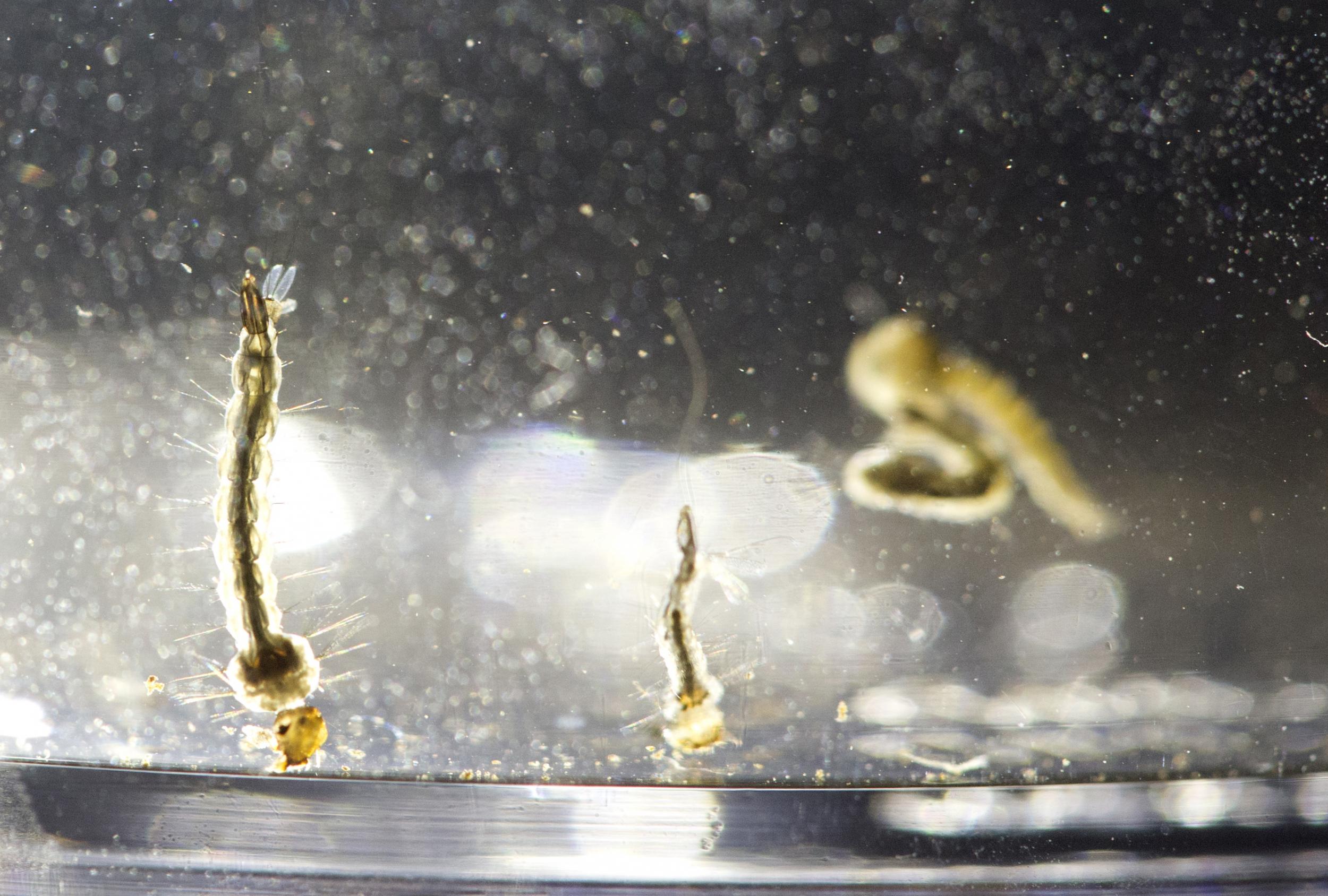 Aedes Aegypti mosquito larvae swim in a container displayed at the Florida Mosquito Control District Office