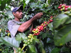 Coffee could be extinct by 2080 due to climate change destroying areas suitable for growing beans