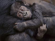 Gorillas are now all critically endangered amid 'extinction crisis'