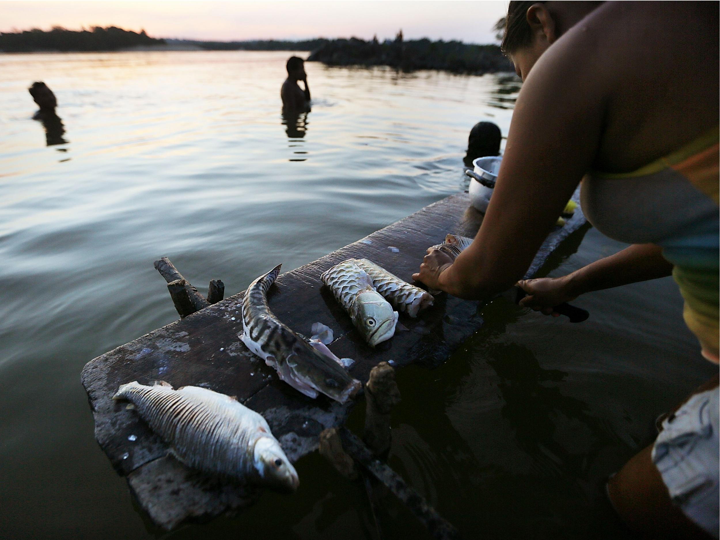 A villager prepares fish on the Tapajos River in the Amazon Rainforest, Brazil