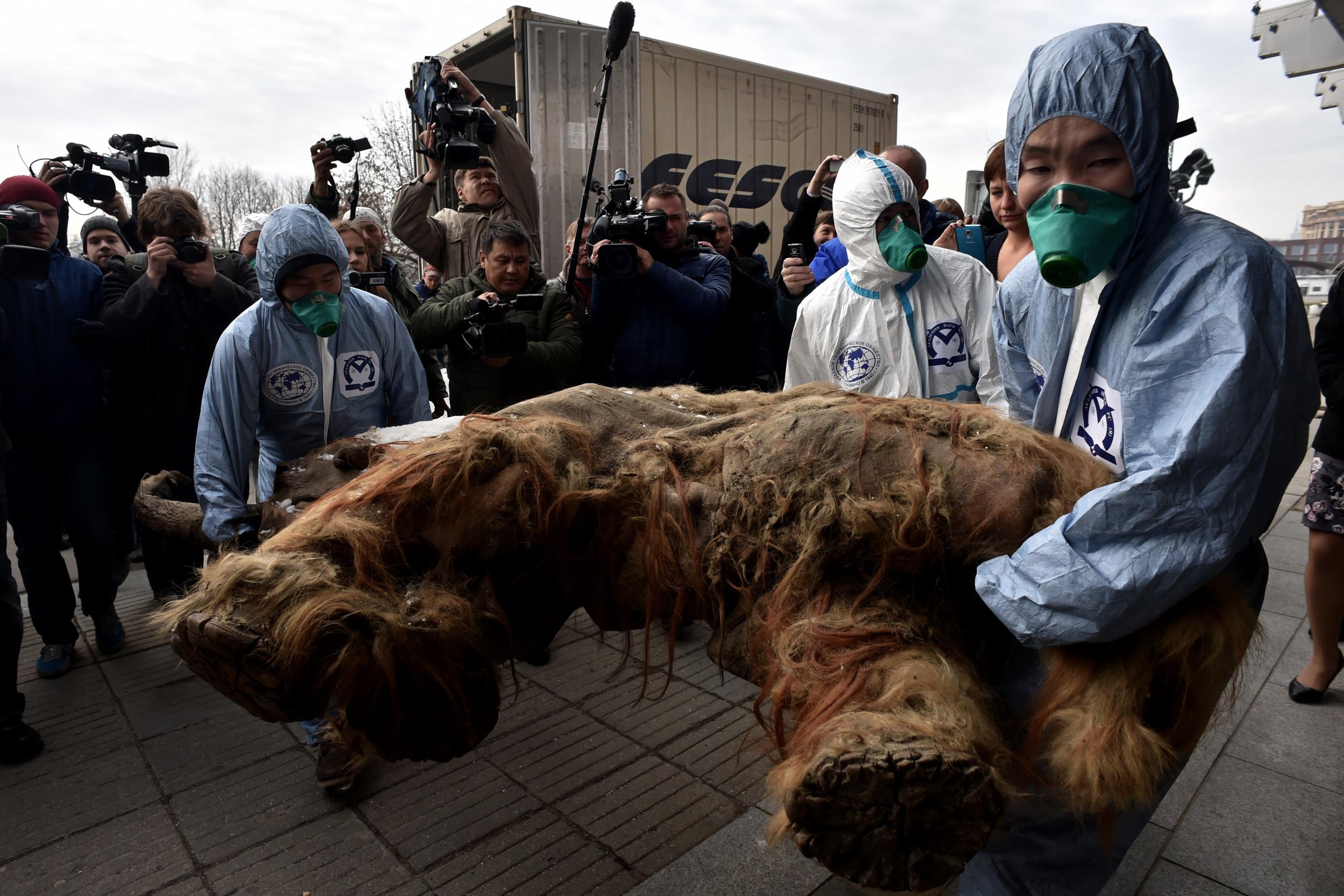 Workers carry the body of Yuka, the mammoth used in the study, to the start of an exhibition of the Russian Geographic Union in central Moscow in 2014