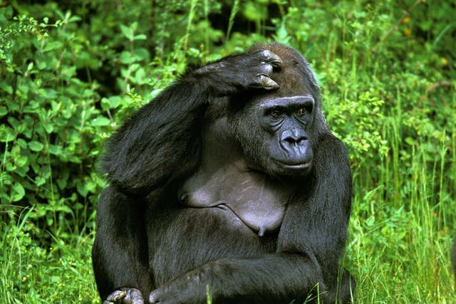 Eastern lowland gorillas are among the primates threatened with extinction