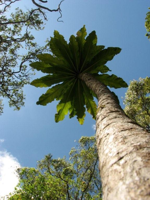 The haha plant, Cyanea superba, has been declared extinct in the wild