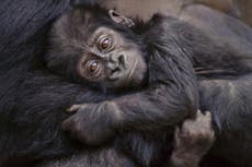 Scores of primates face 'impending extinction', 31 scientists warn