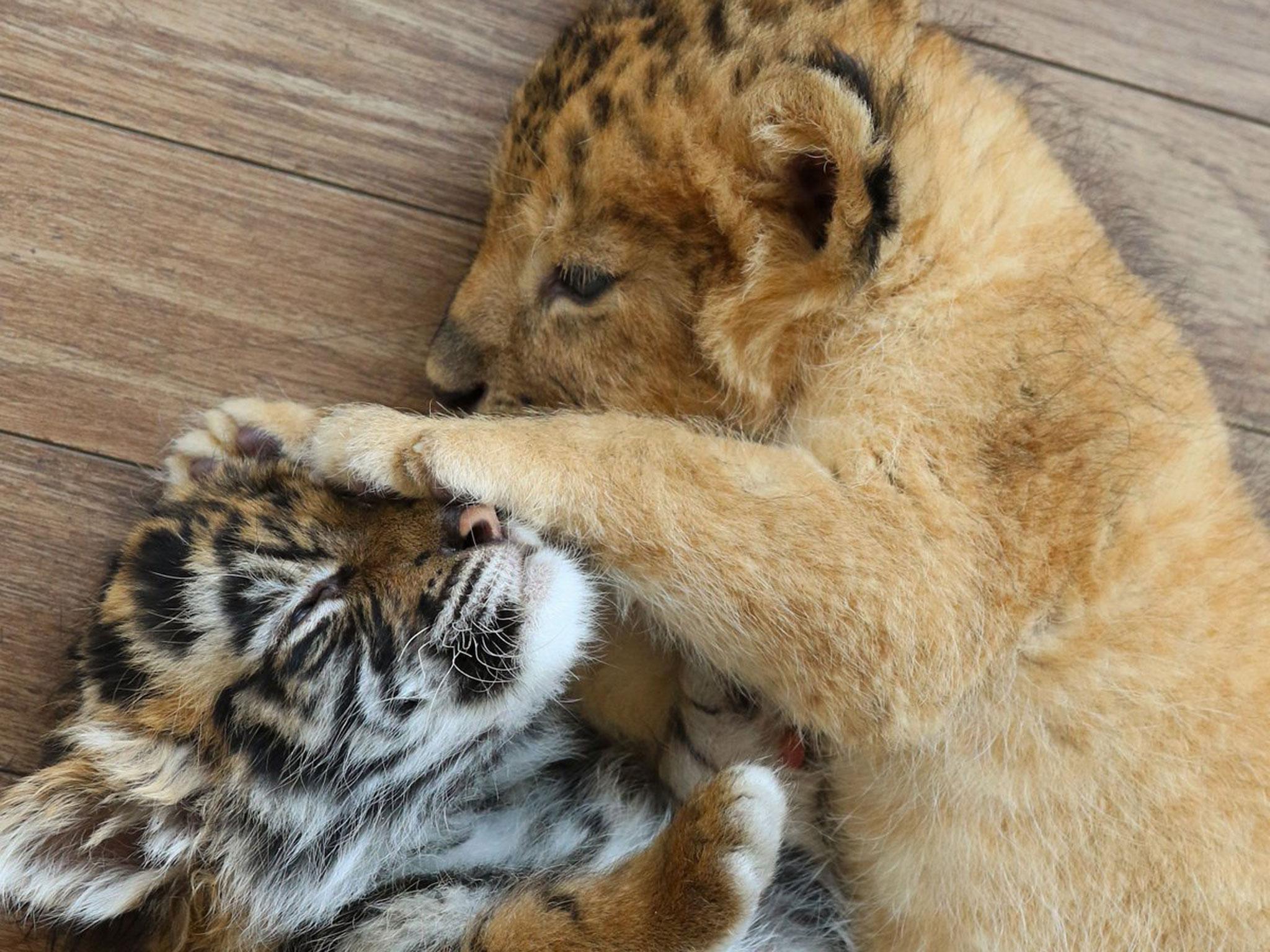 show me a picture of a lion and a tiger fighting