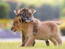 Cute lion and tiger cubs appear to be best friends in adorable pictures from Japanese safari park