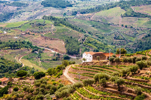 The Douro Valley is one of Portugal's most beautiful sights. A stay on a port wine estate here is a must