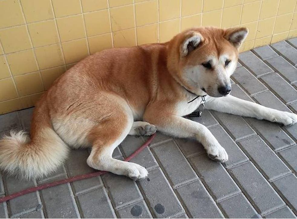 Maya, the Akita Inu who waited six days for her owner