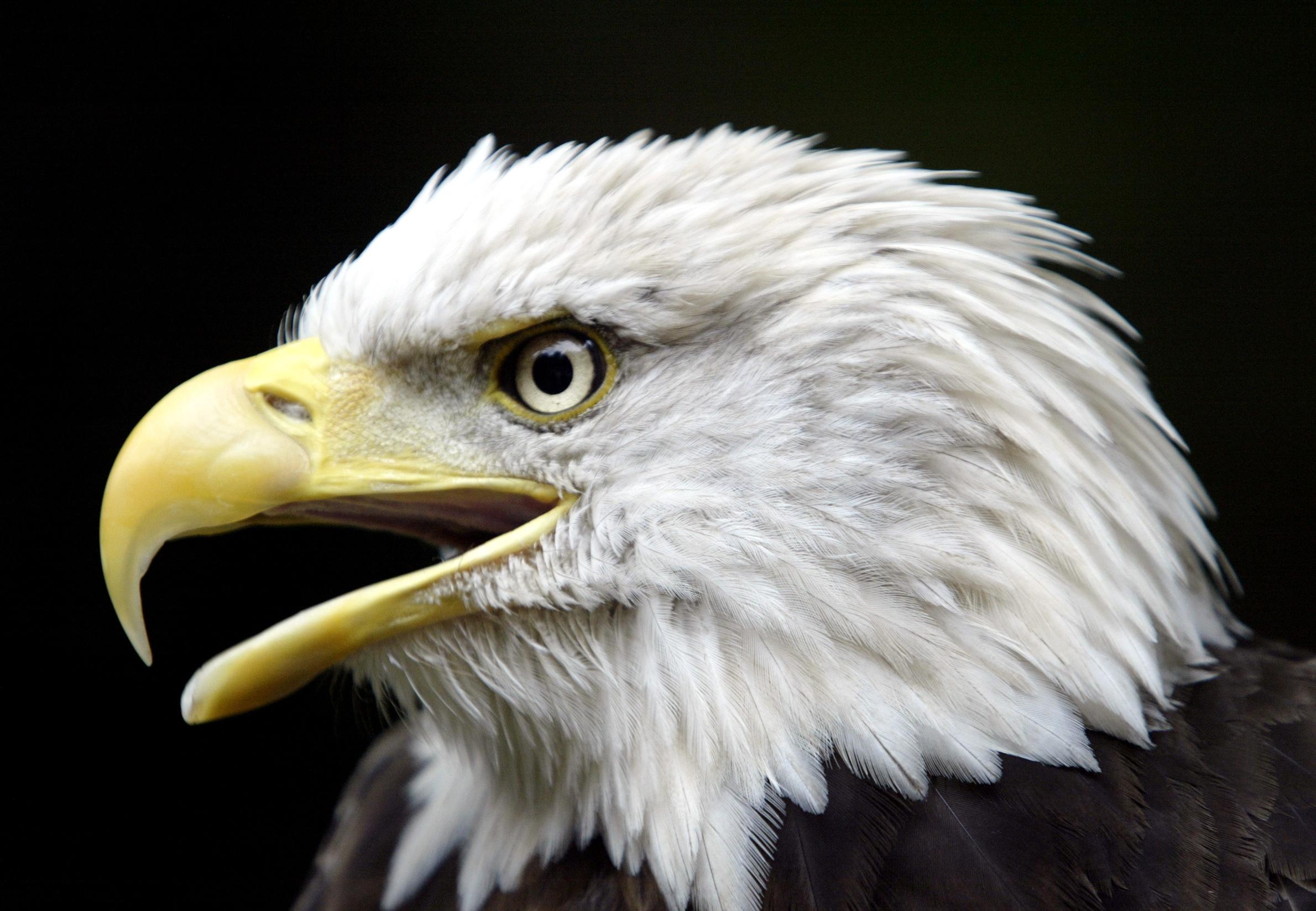 Challenger the American Bald Eagle is prepared to take part in a