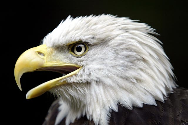 Bald eagles have gradually returned to New York City