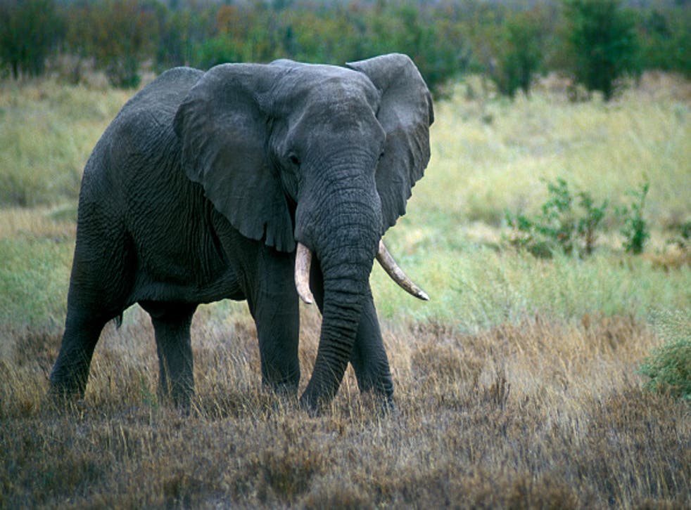 An African elephant on the savannah, Kruger National Park, South Africa