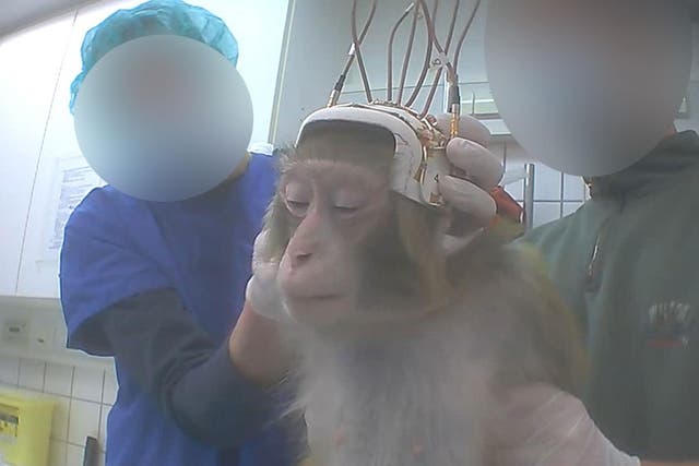A monkey being used for neuroscience research in a German laboratory in 2014