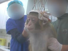 David Attenborough: ban cruel brain tests on primates