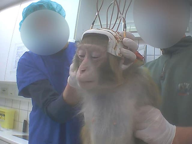 A monkey being used for neuroscience research in a German laboratory in 2014