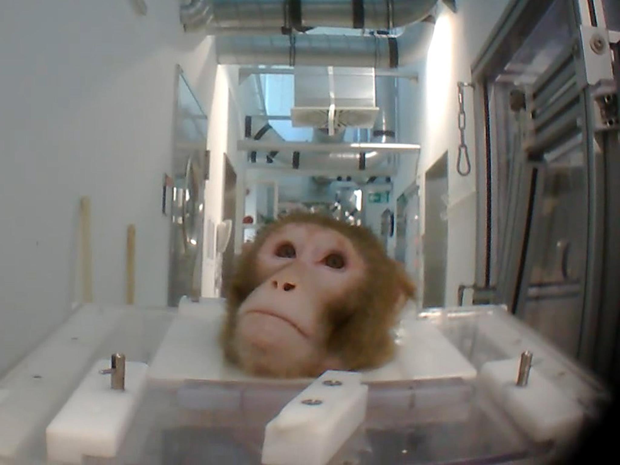 The Home Office says there are ‘no plans’ to ban the use of non-human primates in research