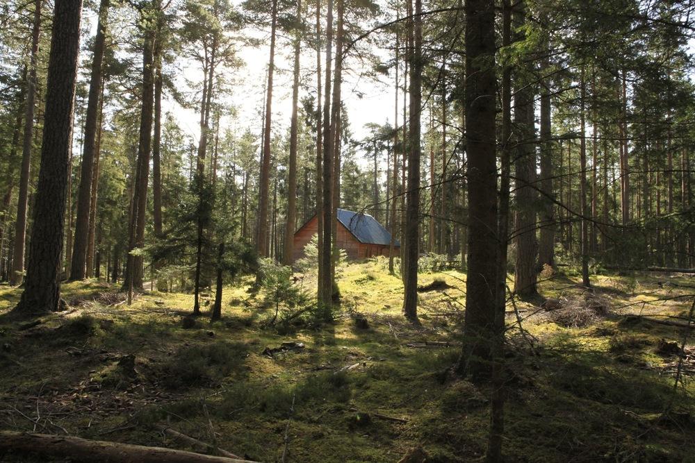 The Cairngorm Lodges offer a digital detox deep in the forests of Aberdeenshire