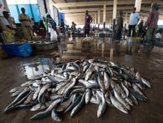 How vital fish stocks in Africa are being stolen from human mouths to feed pigs and chickens on Western factory farms
