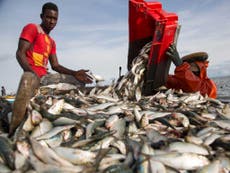 Millions of Africans face food insecurity as fish stocks diverted to make animal feed for Western factory farms