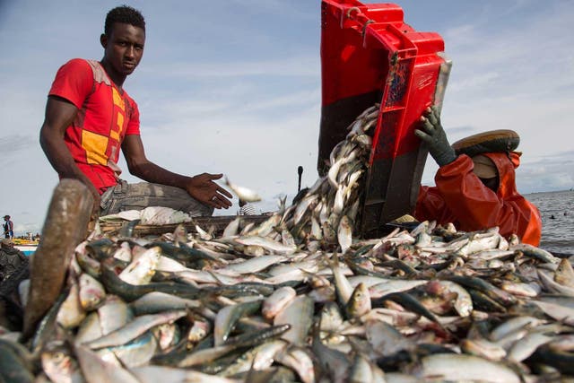 Fishermen in Joal, Senegal land a catch. Fish is by far the most important source of protein in local diets