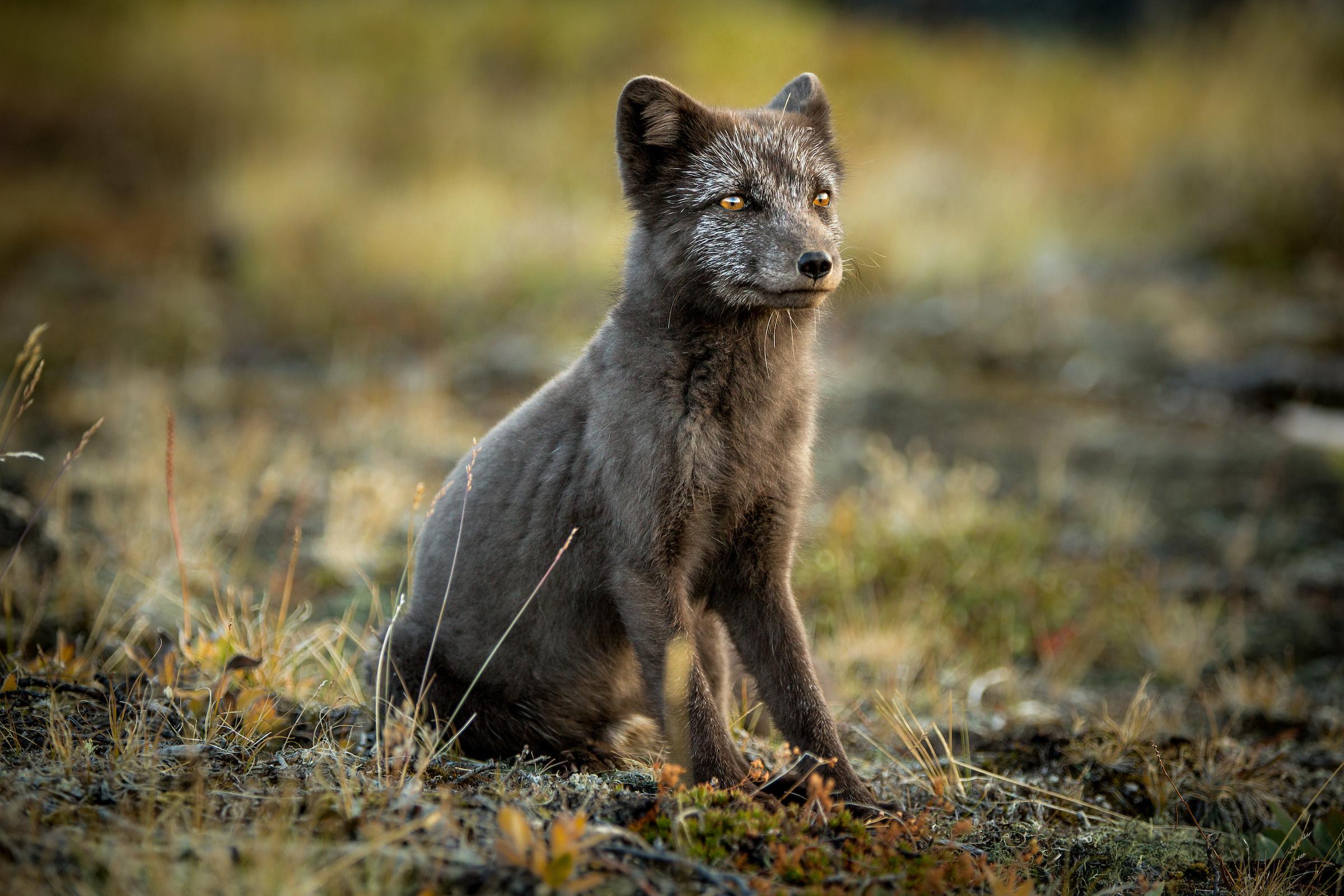 Arctic foxes are incredibly hardy animals that can survive temperatures as low as -50C.