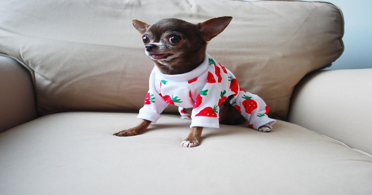 How Instagram-famous dogs can prove financially rewarding while doing good  | The Independent | The Independent