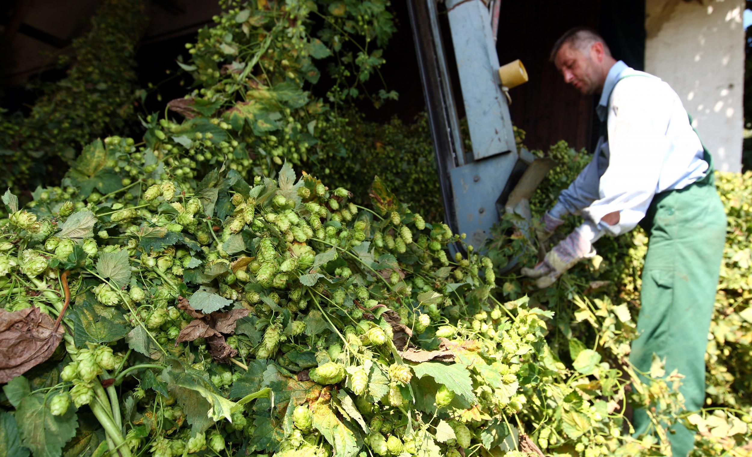 Harvesting hops in the Hallertau region, one of the world's biggest hop-growing areas