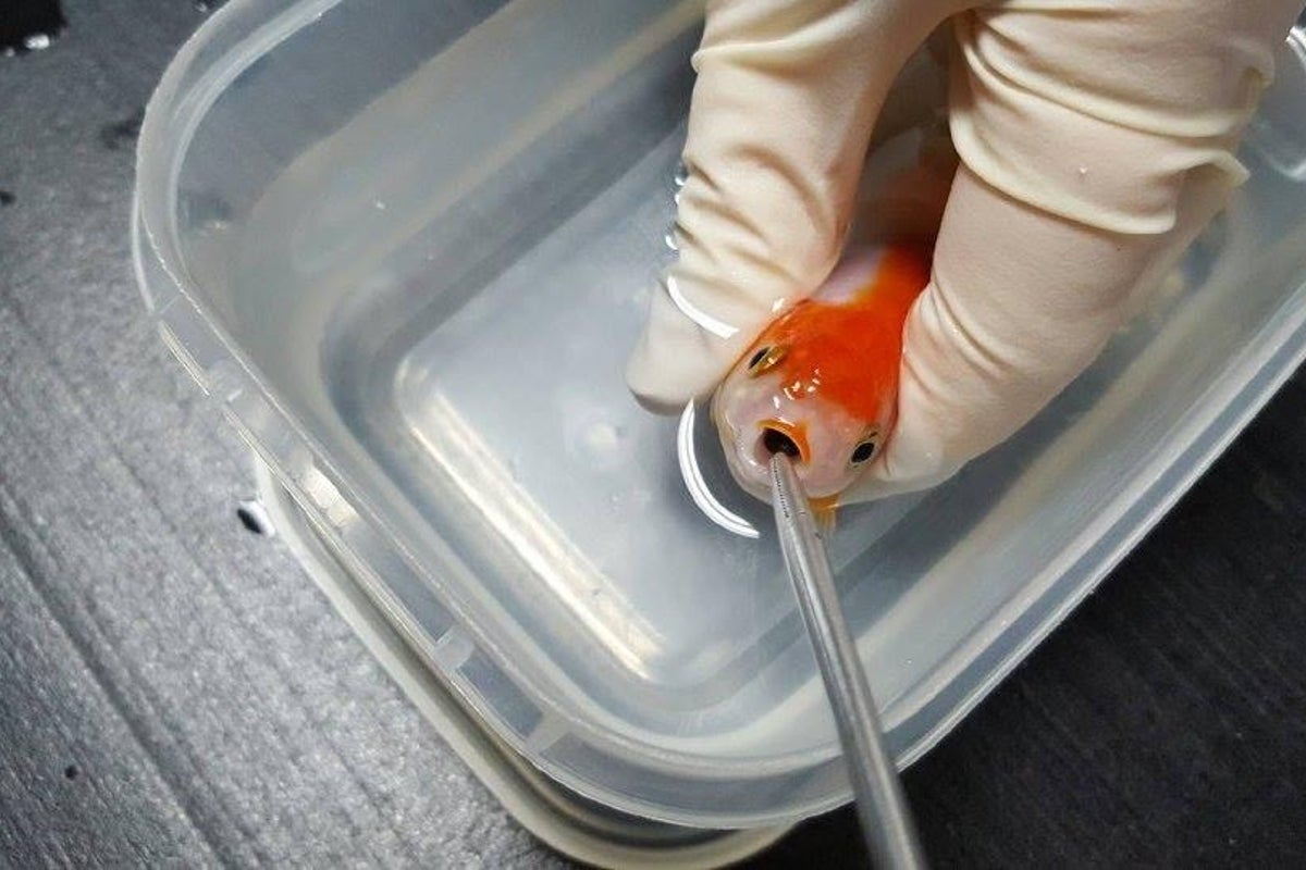 Woman spends $500 to save her goldfish's life after it chokes on a ...