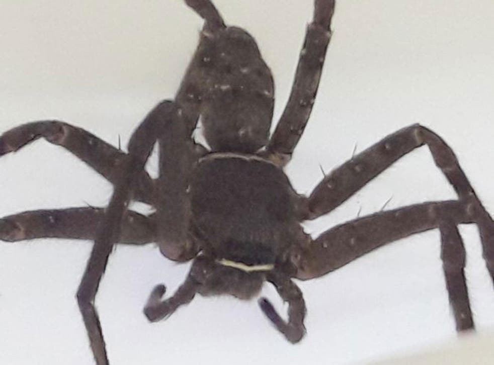 The huntsman spider is common in most warm-to-tropical areas and can give a painful venomous bite