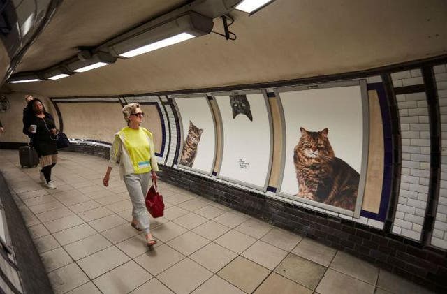 Glimpse replaced 68 adverts on the tube with pictures of cats.