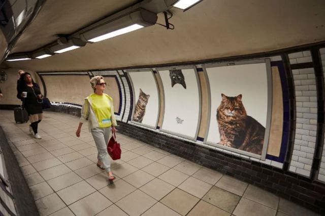 Glimpse replaced 68 adverts on the tube with pictures of cats.