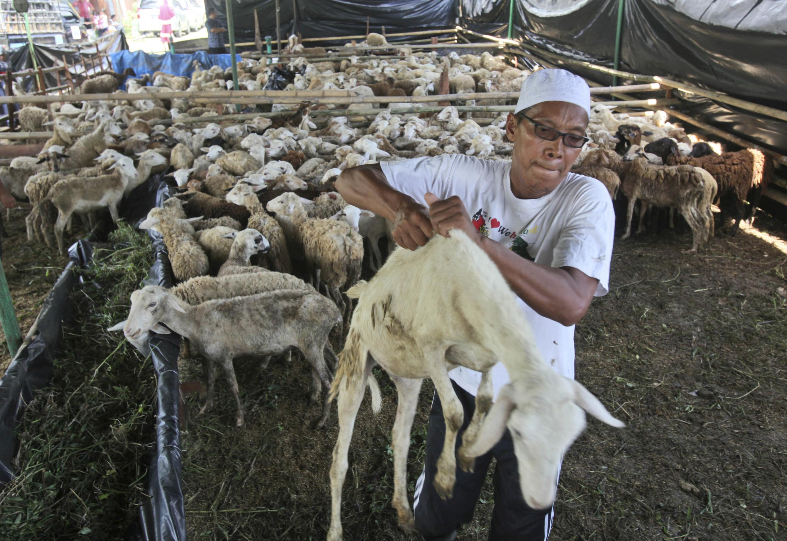 A Muslim man lifts a sheep to be slaughtered during Eid al-Adha holiday in Medan, North Sumatra, Indonesia,