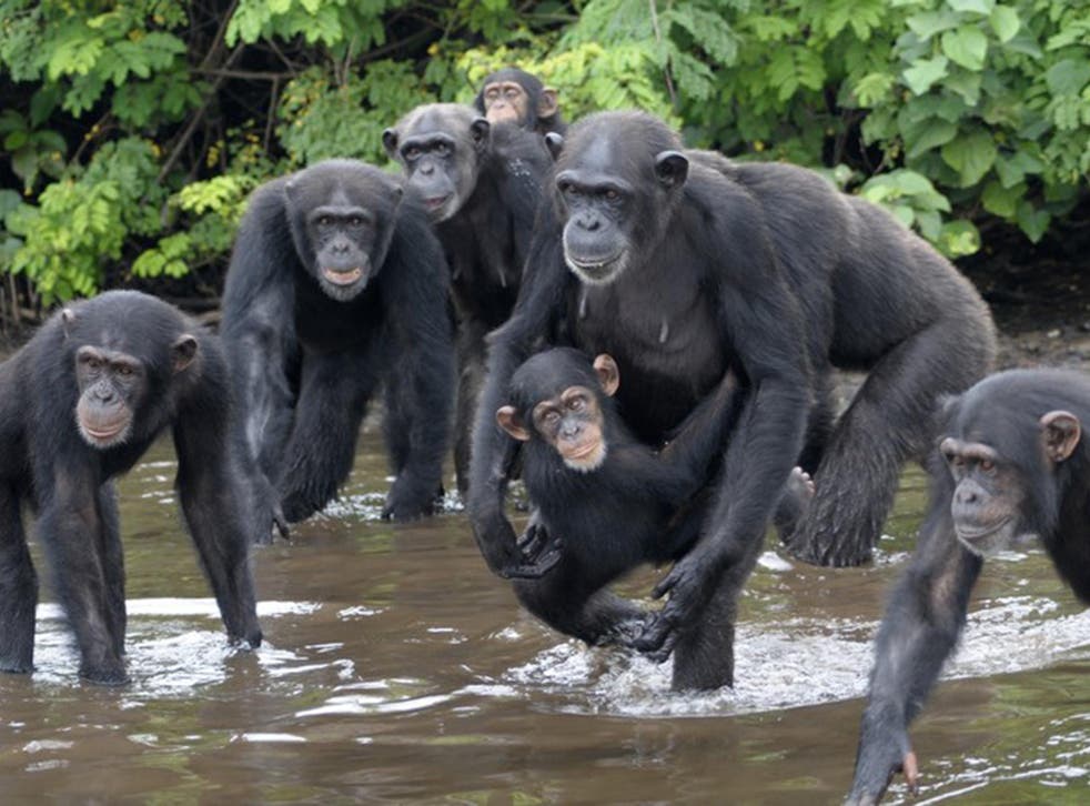 The chimps were ‘retired’ to a series of small islands in a river estuary