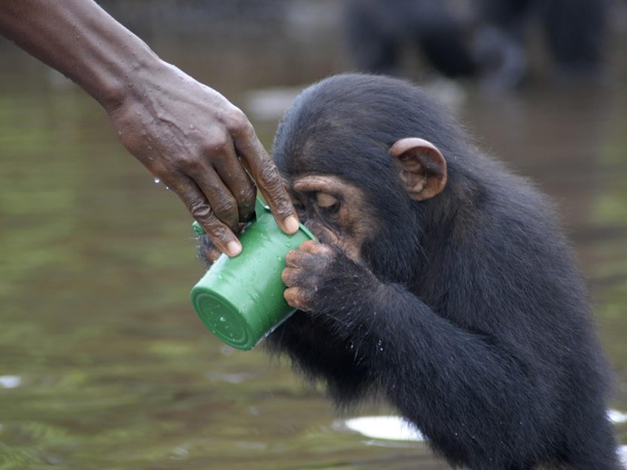 Without human assistance, the chimpanzees left on the island will starve