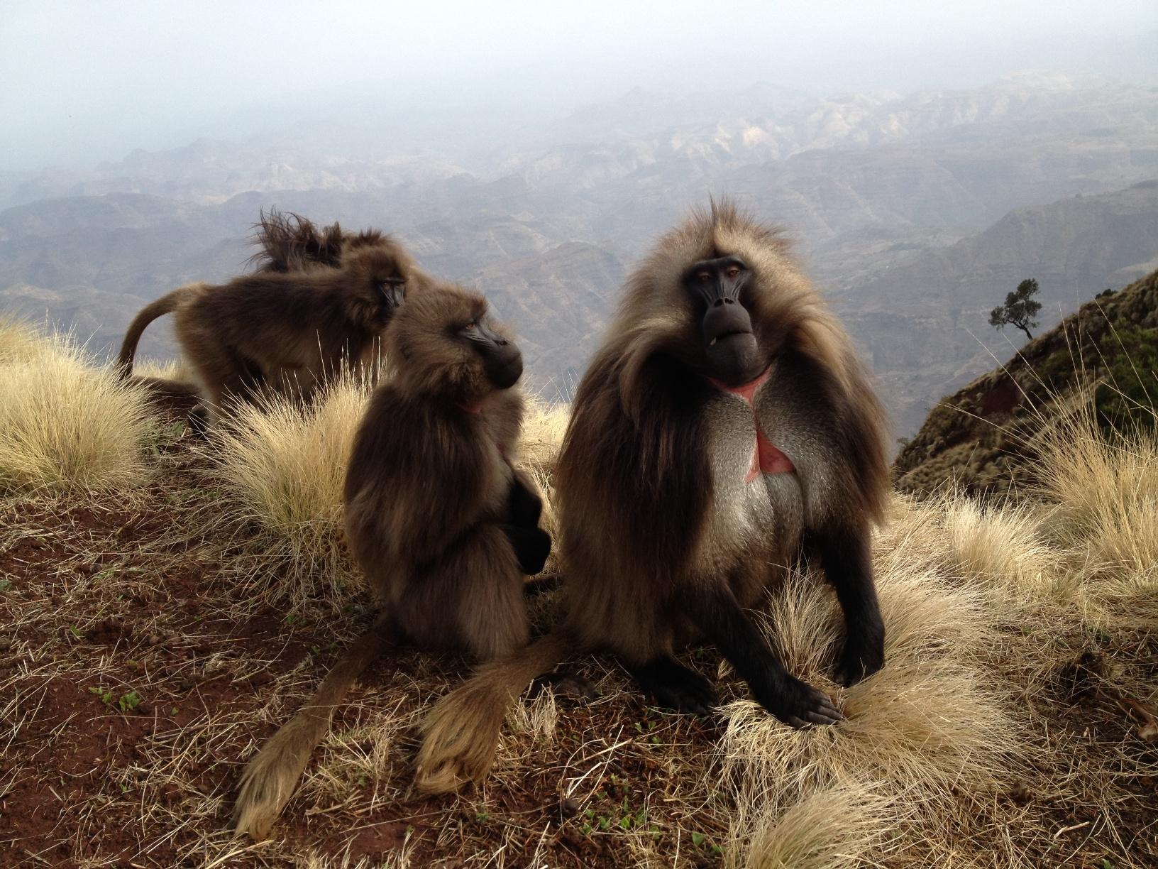 Gelada monkeys