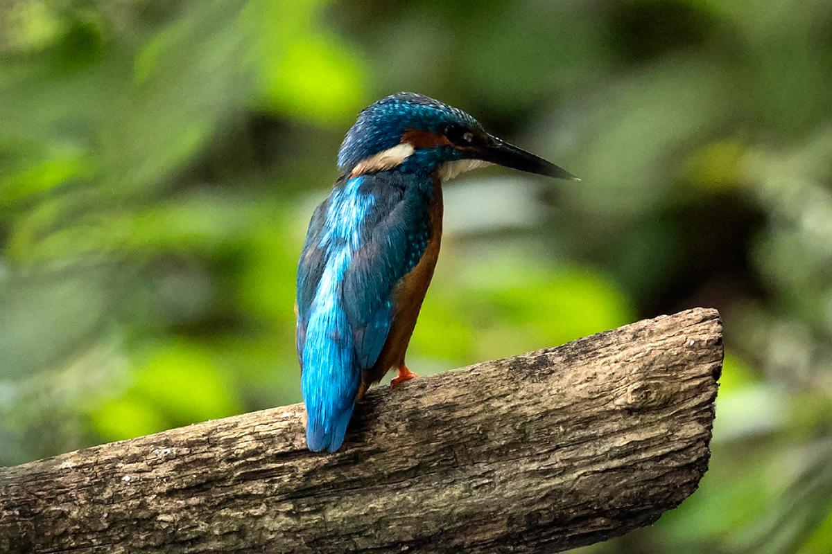 A kingfisher at Hampstead Heath's birding pond