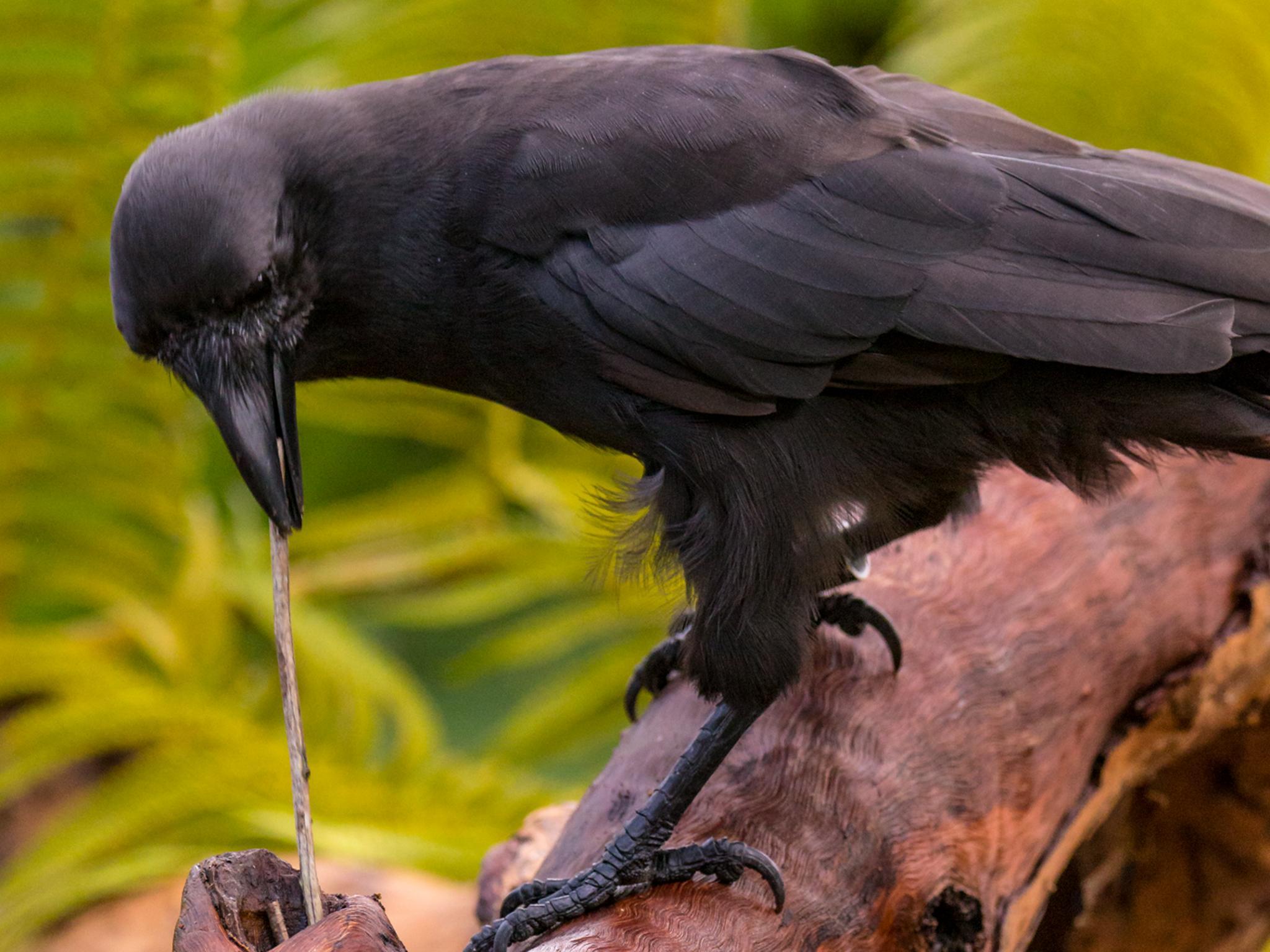 An 'alala or Hawaiian crow uses a stick to extract food from a wooden log