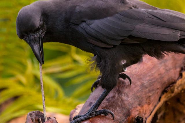 An 'alala or Hawaiian crow uses a stick to extract food from a wooden log