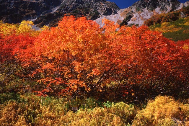 Embrace autumn in the Japan Alps