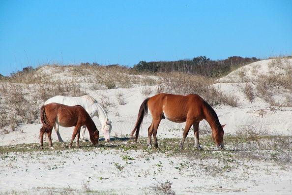 Two wild horses graze on the beach on Cumberland Island, Georgia