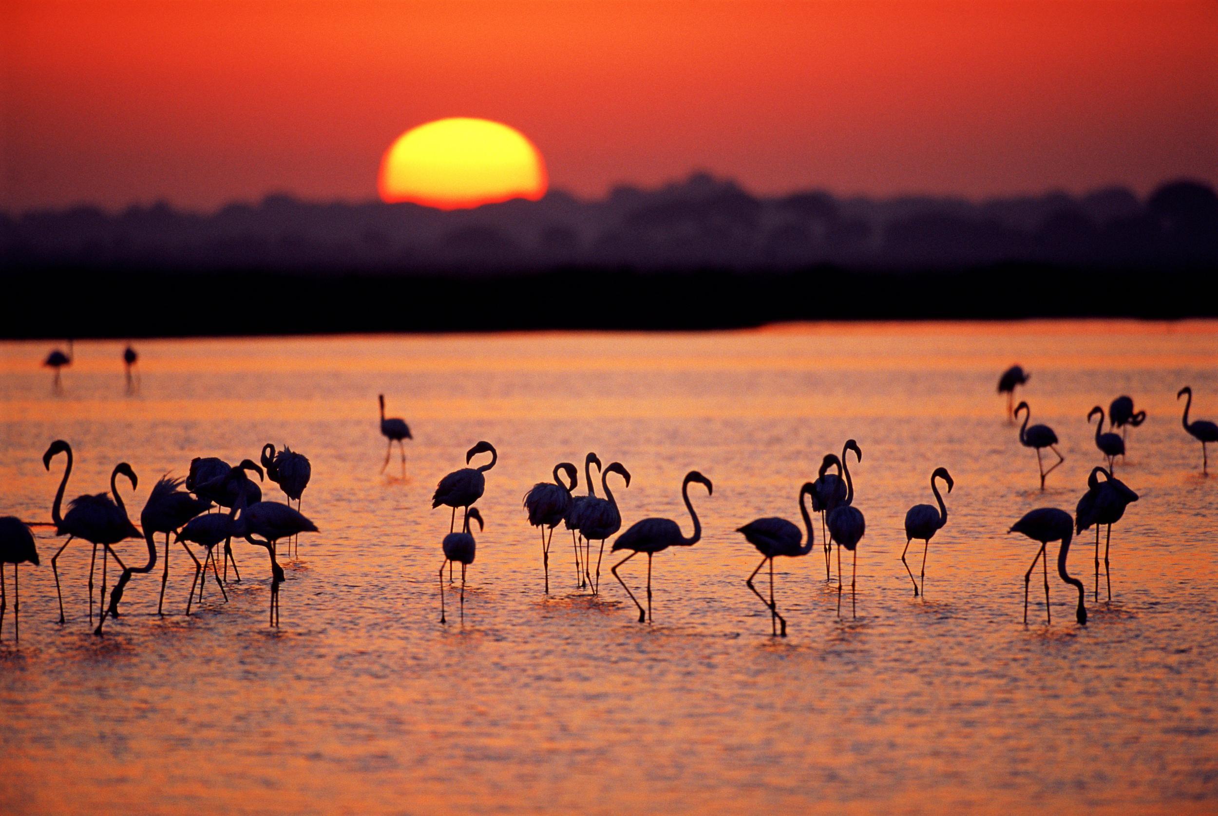 The national park is home to thousands of species such as flamingos