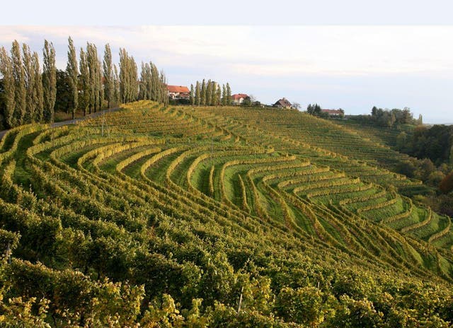 Vines line the slopes outside the Slovenian town of Jeruzalem