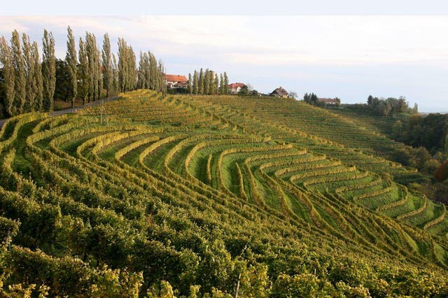 Vines line the slopes outside the Slovenian town of Jeruzalem