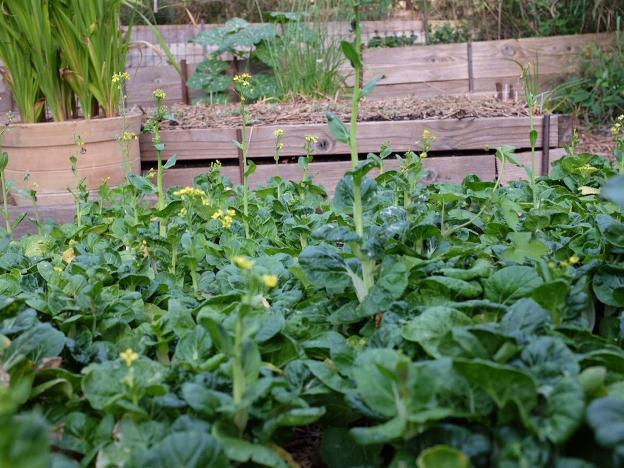 The author’s bok choy started to flower too soon