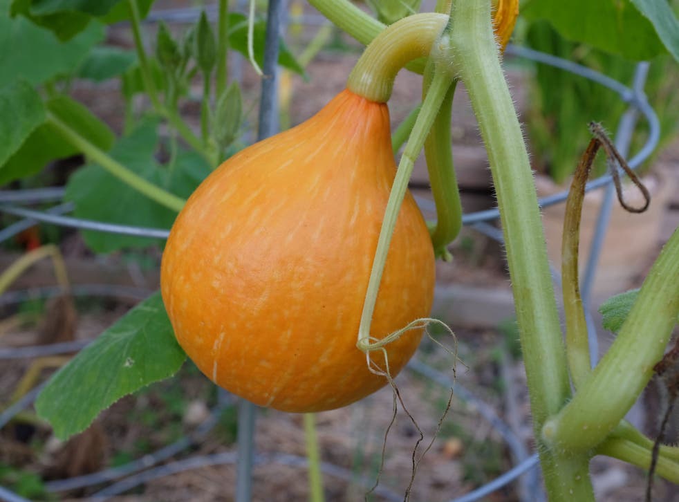 Red Kuri squash: growing the vegetable is a fine balancing act