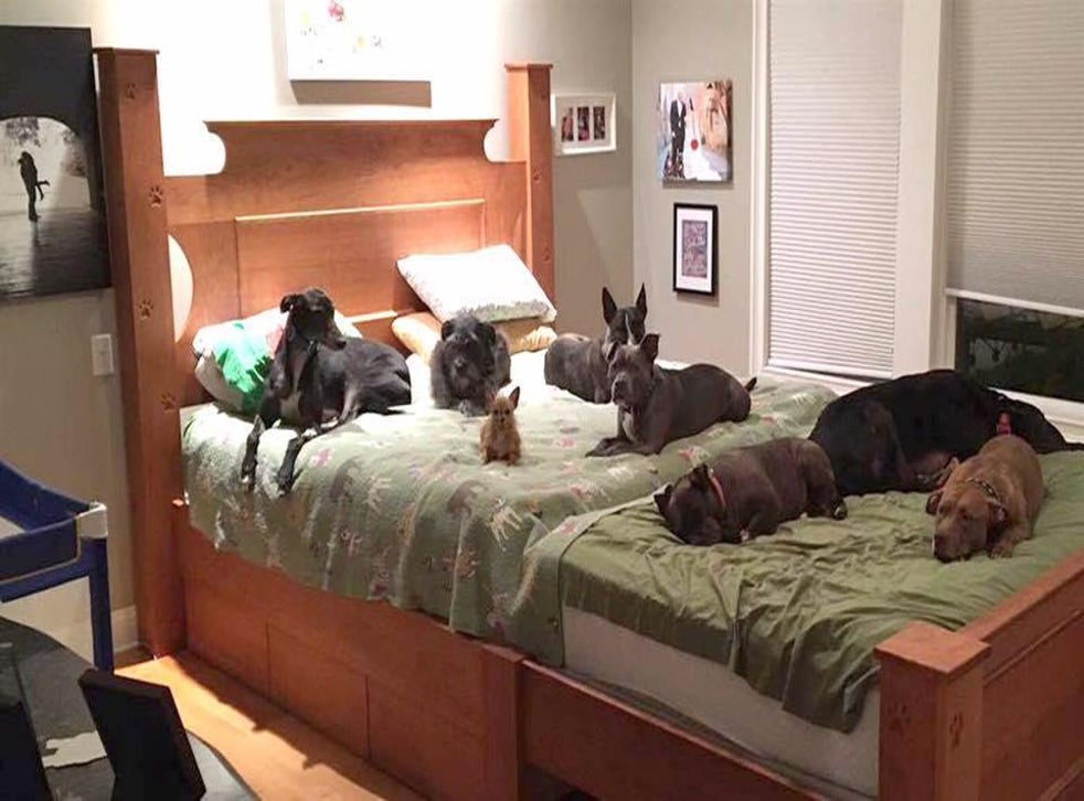 This couple built a giant bed so they can sleep with their eight dogs ...