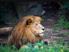 Jonathan the lion: Visitors grieve for passing of 18-year-old lion at Houston Zoo